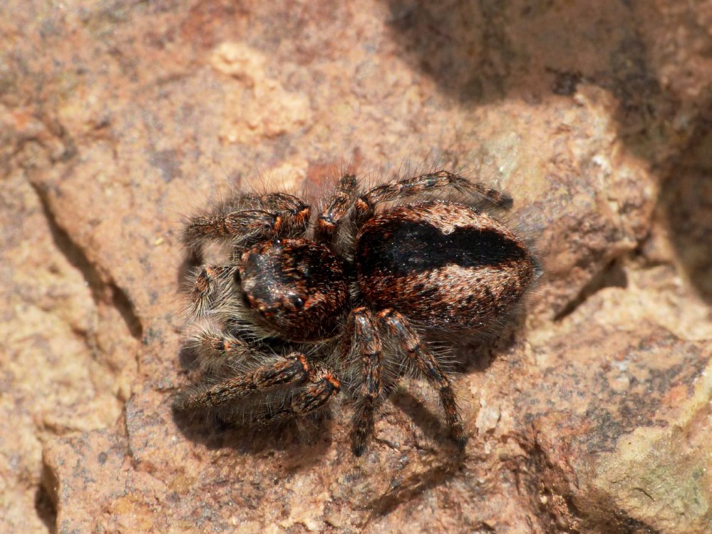 Philaeus chrysops: coppia preoccupata